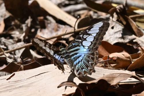 Parthenos sylvia