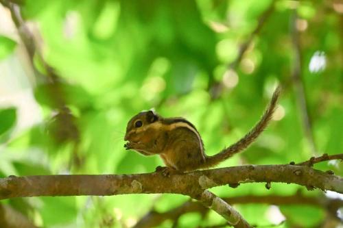 Ecureuil de l'Himalaya