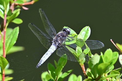 Libellule fauve (mâle)
