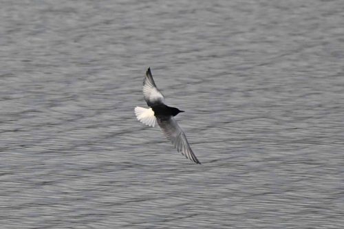 Guifette leucoptère