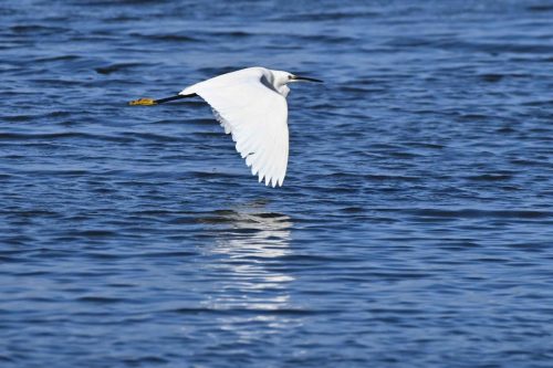Aigrette garzette