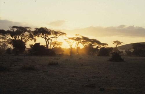 Kenya - Réserve d'Amboselli