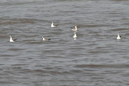 Phalaropes à bec large