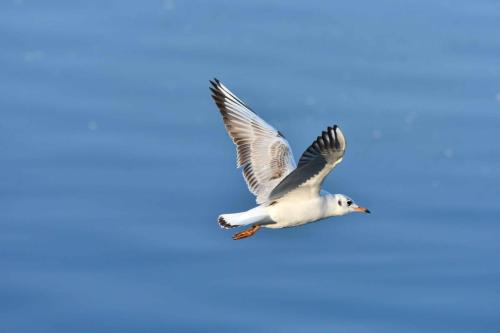 Mouette rieuse