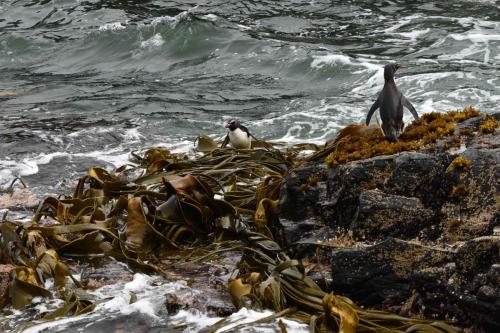 Gorfous sauteurs dans le kelp