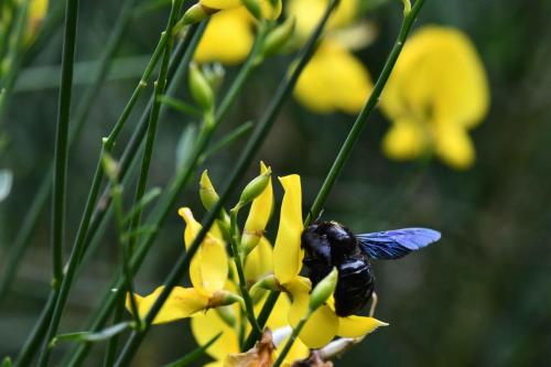 Xylocope violacé (Xylocopa violacea)