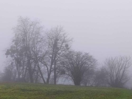 Brouillard étang de Saint-Quentin en Yvelines 31 janvier 2021