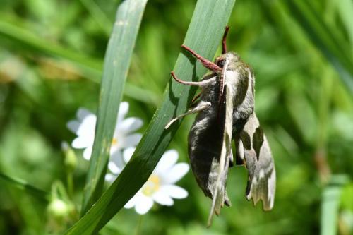 Sphinx du Tilleul (Mimas tilliae)