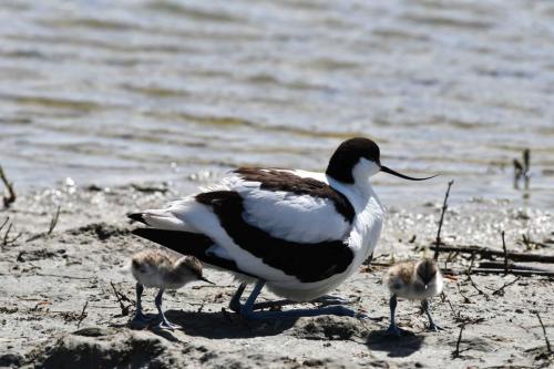 Avocettes élégantes