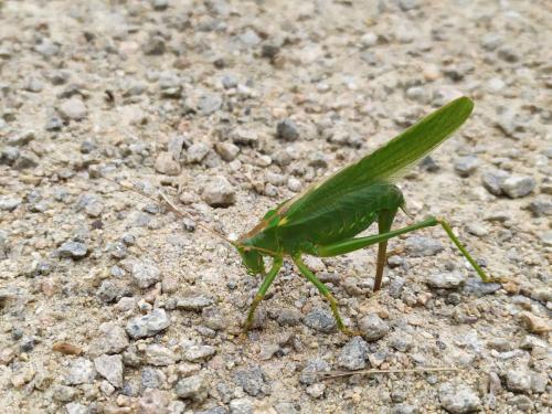 Grande sauterelle verte (Tettigonia viridissima)