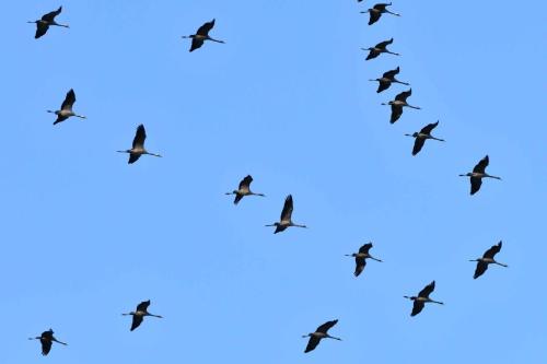 Retour des grues sur le lac