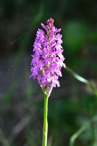 Orchis moustique
