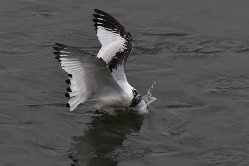 Mouette tridactyle (1ère année)