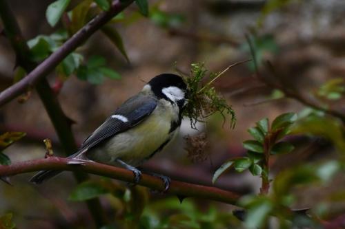 Mésange charbonnière