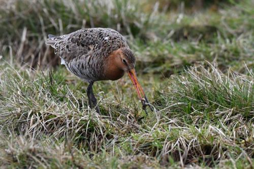 Barge à queue noire