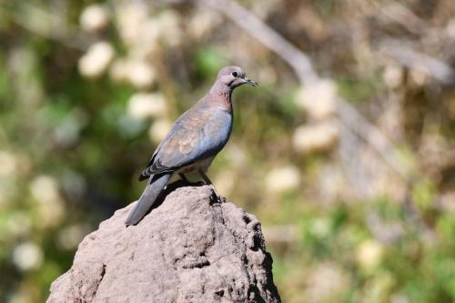 Tourterelle maillée