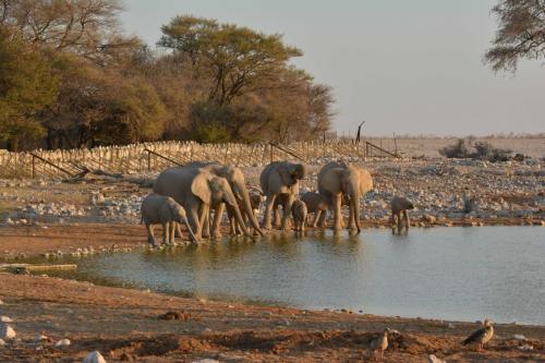 Elephants de savane