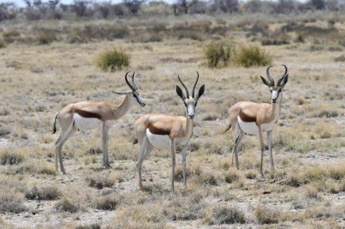 Springboks du Kalahari