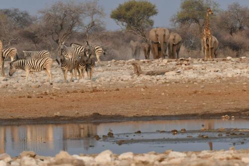 Girafe, zèbres de Burchell, éléphants de savane