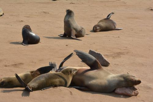 Otaries à fourrure d'Afrique du Sud