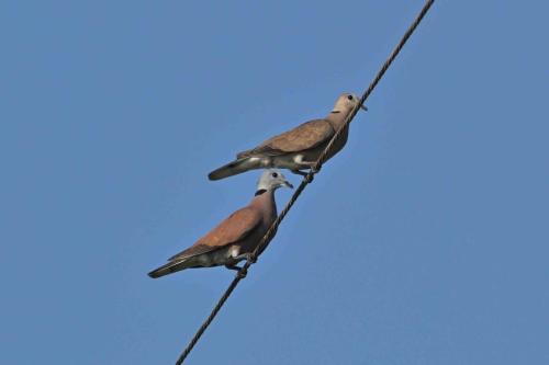 Tourterelles à tête grise