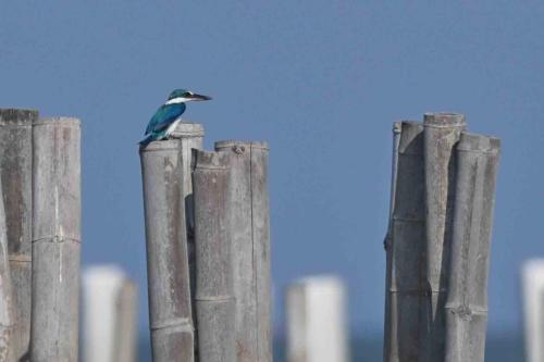 Martin-chasseur à collier blanc