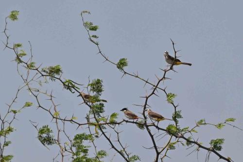 1 Bulbul orphée et 3 Bulbuls goiaviers