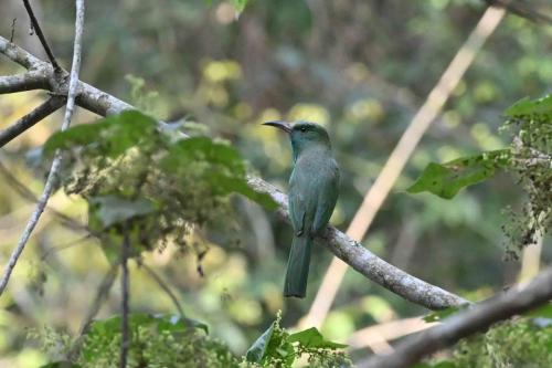Guêpier à barbe bleue