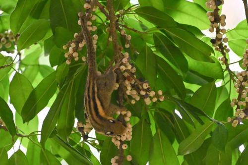 Ecureuil de l'Himalaya