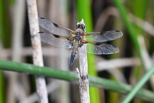 Libellule à quatre taches