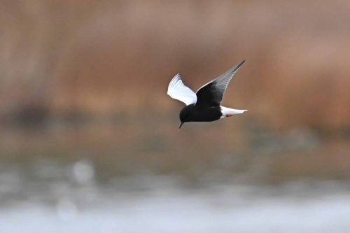 Guifette leucoptère