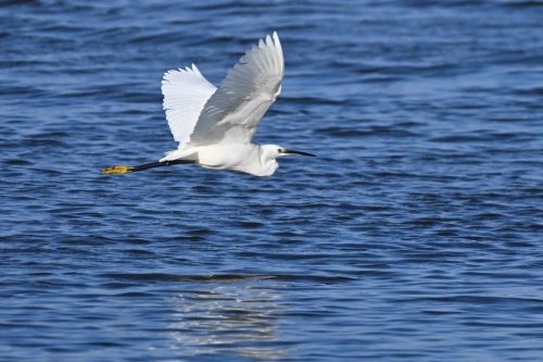 Aigrette garzette