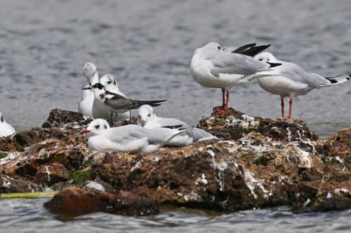 Guifette noire et Mouettes rieuses