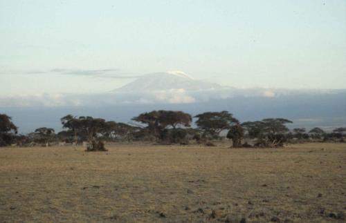 Kenya - Réserve d'Amboselli