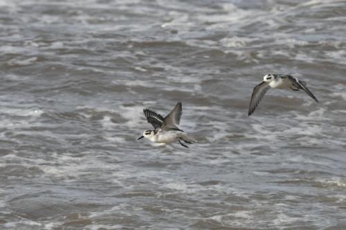 Phalaropes à bec large