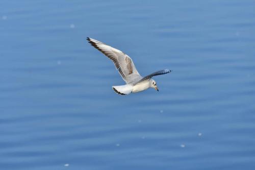 Mouette rieuse