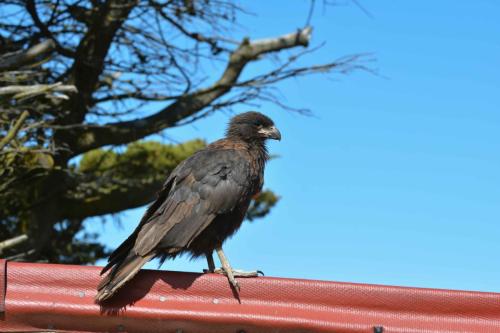 Caracara austral
