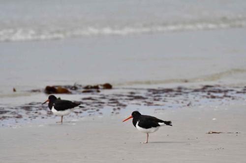 Huîtriers de Garnot