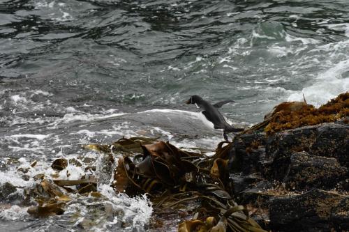 Retour en mer pour le gorfou sauteur