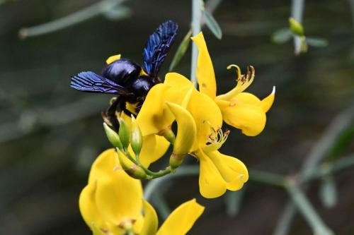 Xylocope violacé (Xylocopa violacea)