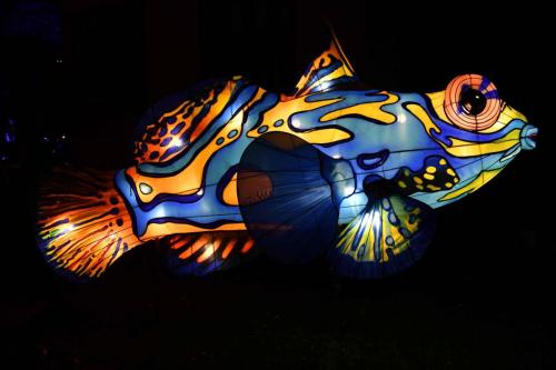 Poisson-mandarin