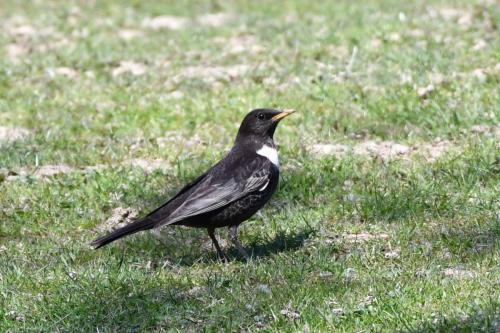 Merle à plastron (mâle)