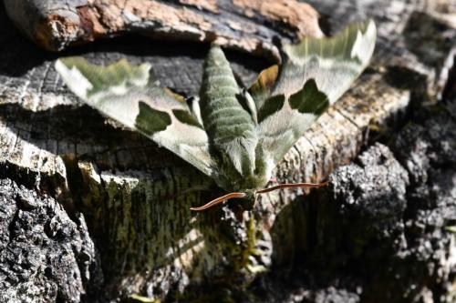 Sphinx du Tilleul (Mimas tilliae)