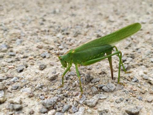 Grande sauterelle verte (Tettigonia viridissima)