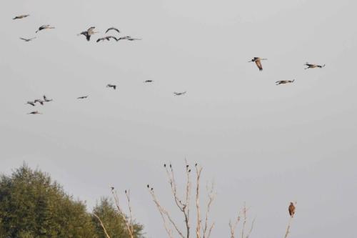 Retour des grues sur le lac sous l'oeil du jeune Pygargue à queue blanche
