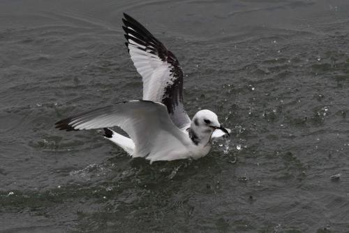 Mouette tridactyle (1ère année)