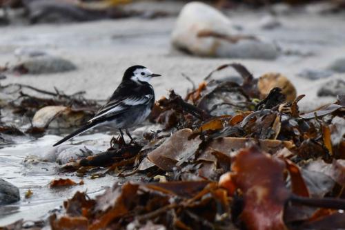 Bergeronnette de Yarrell