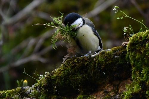 Mésange charbonnière