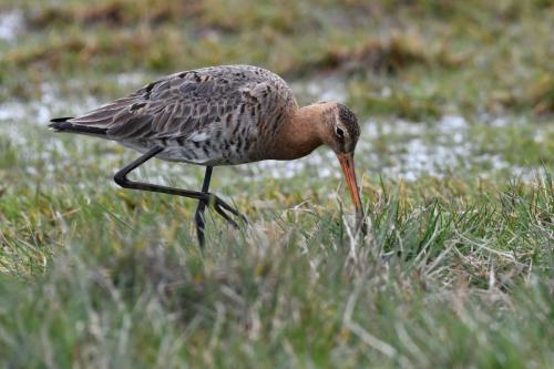 Barge à queue noire