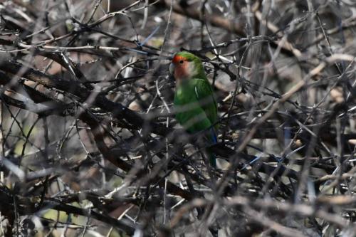 Inséparable rosegorge